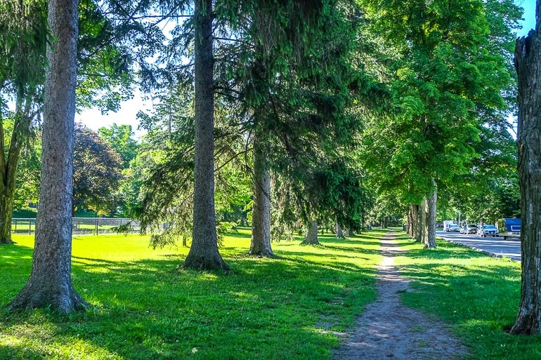 gravel path through trees with grass beside.